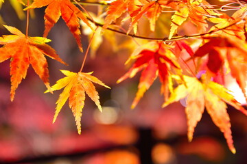 弥彦もみじ谷の紅葉ライトアップ（新潟県）