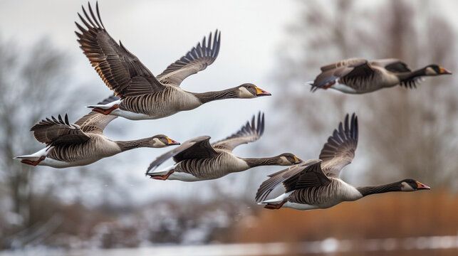 Flock of geese flying in formation over winter landscape - Powered by Adobe