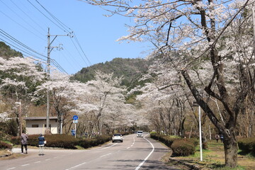 寺尾ヶ原千本桜公園