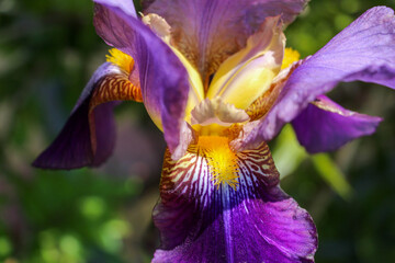 Close-up view of a purple and yellow bearded iris flower