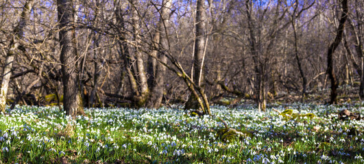 Snowdrops, forest landscape.