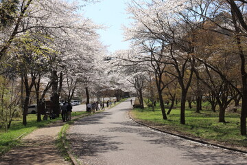 寺尾ヶ原千本桜公園