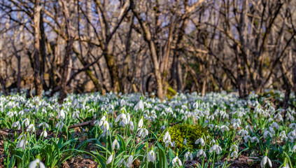 Snowdrops, forest landscape.