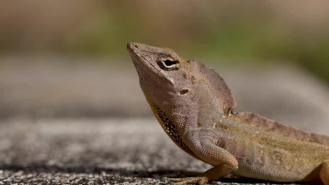 Close-up of a Brown Anole Lizard inflating its dewlap