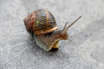 A snail on the concrete floor