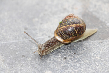 A snail on the concrete floor