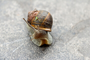A snail on the concrete floor