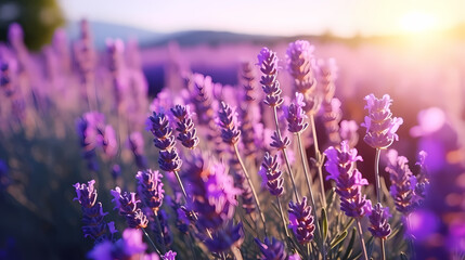 Fototapeta premium Beautiful lavender wallpaper