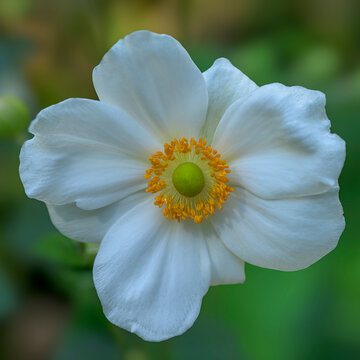 Awaiting Spring