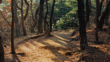 Twisted pine tree on the Achasan Mountain hiking trail