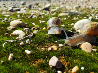 Nature's Curves: A Snail's Shell in the Wild
