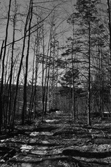 Marais Kingsbury 23 Février 2024 - N&B