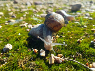 Mollusk Majesty: A Close-Up of Nature's Architect