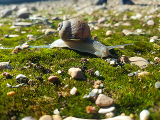Slow and Steady: A Snail's Journey in the Wild