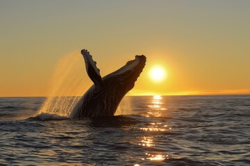 Fototapeta premium Humpback Whale Breaching at Sunset on Ocean Horizon