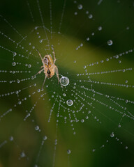 dew drops on spider web