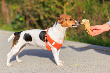 A dog of the Jack Russell Terrier breed eats ice cream. Animal portrait with selective focus and copy space