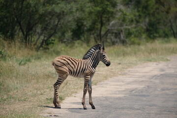 Baby zebra crossing the road