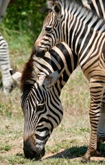 Fototapeta na wymiar Mama and baby zebra heads