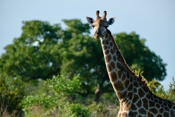 Giraffe looking at the camera
