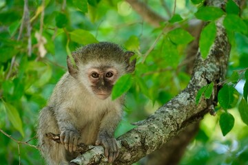 Naklejka na ściany i meble Vervet monkey in a tree looking at you