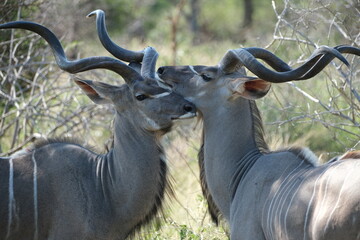 Kudu resting its head on another kudus head, side profile