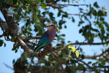 Lilac-breasted roller. sitting on a branch with leaves and blue sky in the background