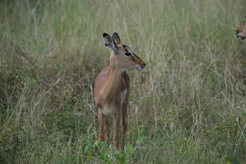 impala looking to the side