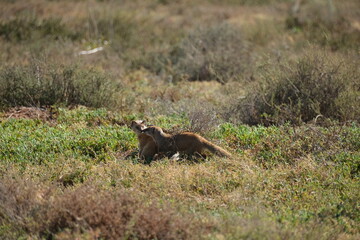 Two yellow mongooses loving each other, hugging while in the grass