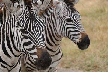 Fototapeta na wymiar Close up on two zebra faces