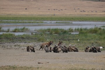 Two hyenas eating a dead baby hippo, while surrounded by vultures