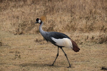 Obraz premium grey crowned crane walking in the grass