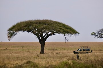 Safari vehicle in the serengeti next to a big acacia tree, classic african safari image
