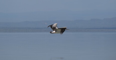 White pelican in flight on the water, wings spread