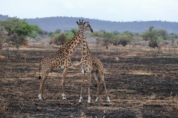 Two giraffes in symmetry crossing necks