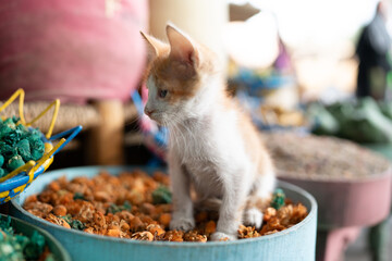 Puppy cat in marrakech
