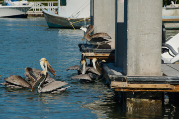 Multiple Pelicans at the back of a fishing boat waiting for bait in the Blue Bay water at Maximo...