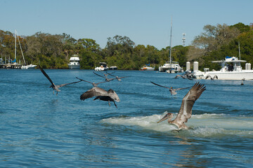  Multiple Pelicans Taking off in the Blue Bay water at Maximo Park Marina in St Petersburg, Florida on a sunny day. Other boats, Green trees and docks in the background. Room for copy horizontal shot.