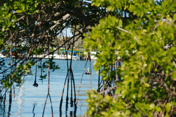 View out through mangroves to a pelican sitting in the blue calm water on a sunny day. Framed by green bushes with boat dock in background. Horizontal no people. Room for copy. 