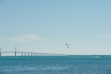 Wide View from beach at Maximo Park in St Petersburg Florida towards  the Sunshine Skyway bridge in Tampa Bay. Small waves on blue water late afternoon sun.  Bird Flying by.
