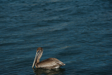 One isolated brown pelican in lower left  in blue bay water  on a sunny afternoon. Horizontal shot with room for copy and no people. Small waves and ripples in the water with pelican looking left.
