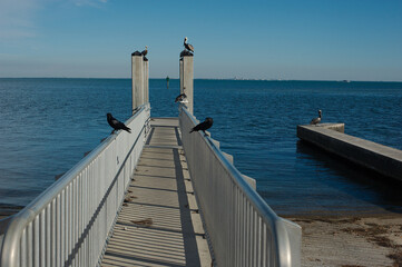 Leading lines out walkway to Multiple Pelicans and black birds sitting on a dock against a bright blue sky sunny afternoon with room for copy. Blue water in the lower part. Pelican on right sitting. - Powered by Adobe