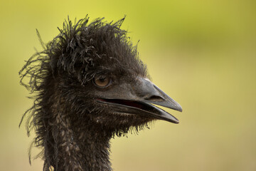 Close-up portrait of a young emu, capturing its curious gaze, soft feathers, and distinctive...