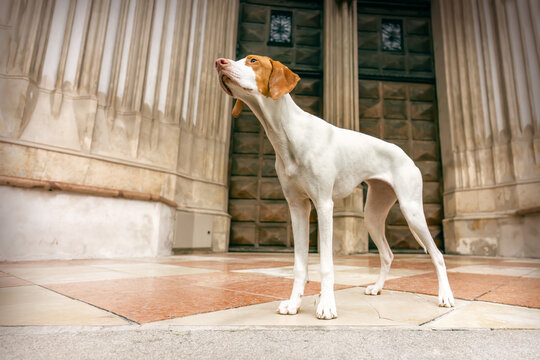 A braque Saint germain hound at the entrance of a church in a city