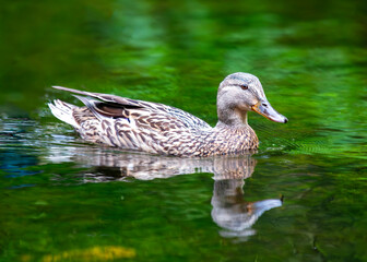 Fototapeta premium Female Mallard (Anas platyrhynchos) - A Graceful Presence