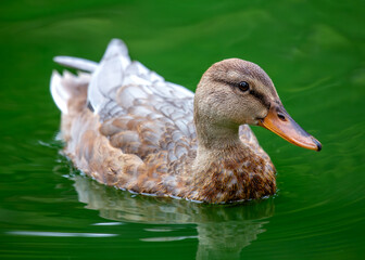 Female Mallard (Anas platyrhynchos) - A Graceful Presence