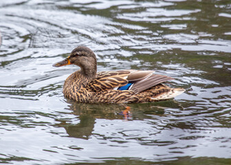 Female Mallard (Anas platyrhynchos) - A Graceful Presence