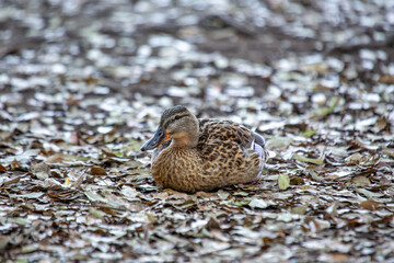 Female Mallard (Anas platyrhynchos) - A Graceful Presence
