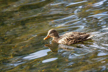 Female Mallard (Anas platyrhynchos) - A Graceful Presence