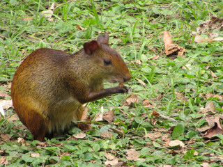 An agouti eating a fruit in the middle of the tropical forest